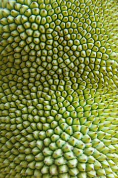 the Texture of jackfruit fruit of thailand