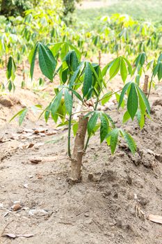 cassava or manioc plant field in Thailand