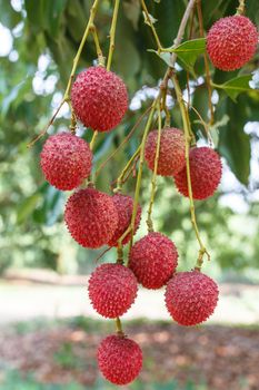 The lychee fruit with at lychee tree