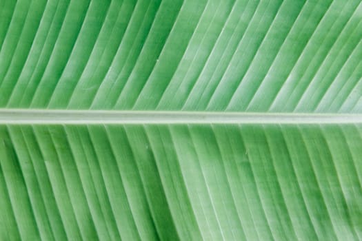 the Texture and background of banana leaf