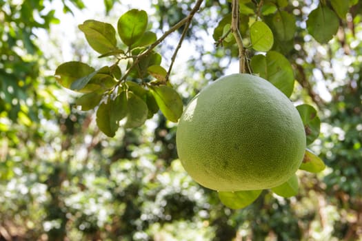 Image of a pomelo growing in an orchard.