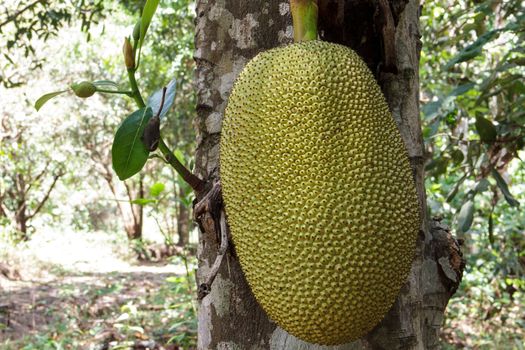 Young jackfruit in tree fruit in thailand