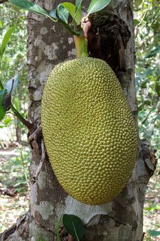 Young jackfruit in tree fruit in thailand