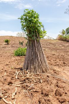 cassava or manioc plant field in Thailand