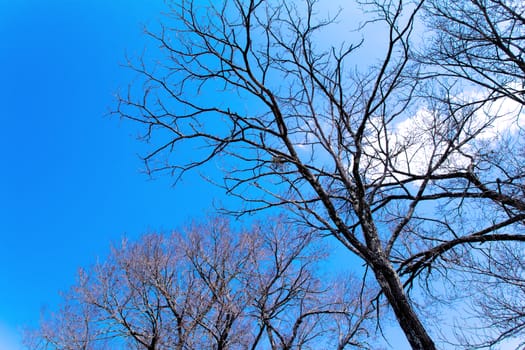 tree in Oshino Village,Japan