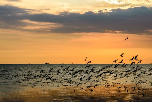 A Flock of Seagulls in Sky at sunset