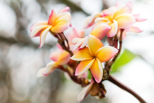 Frangipani flowers ,Beauty flower of temple in Thailand Asia