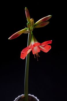 Red amarilis flower