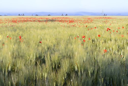 Wheat field in spring with red poppies scattered. Sardinia.