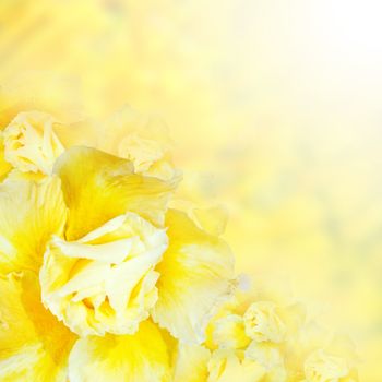 Flower background. Yellow azalea flowers to create a beautiful