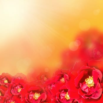 Flower background.  Red rose to create a beautiful
