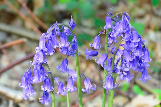 BlueBells with large flower heads