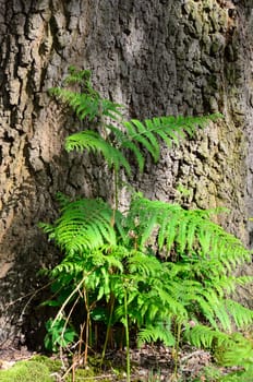 Fern with Tree Bark background