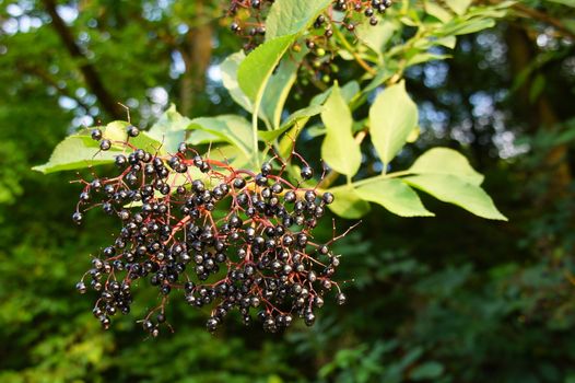 mature black elderberry