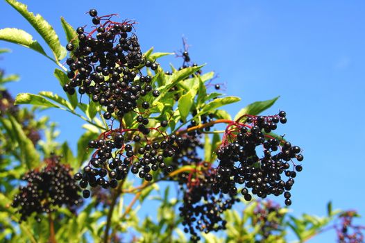 mature black elderberry