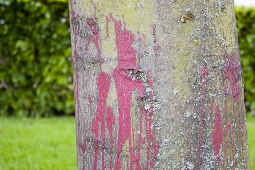 red paint on tree strain