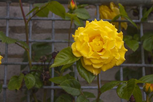 yellow rose on metal fence