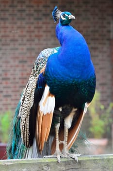 Peacock Standing on fence