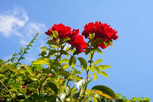 red rose from the low-angle shot