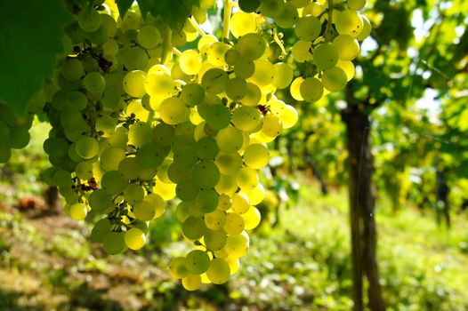 mature white wine grapes in backlight
