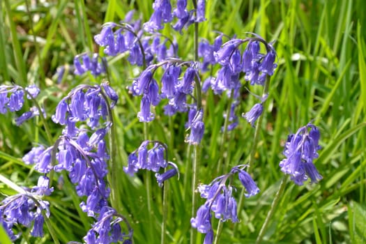 Large group of bluebells