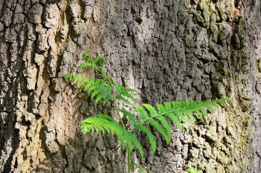 Small fern with bark background