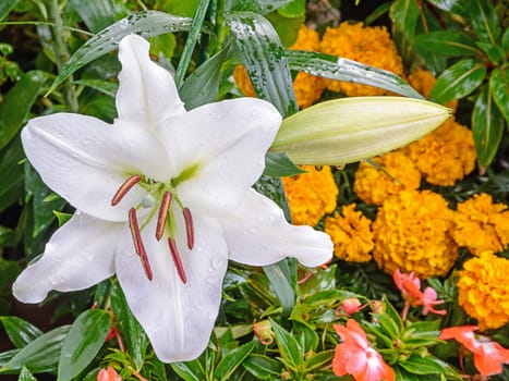 Blossoming lily flower in the garden 