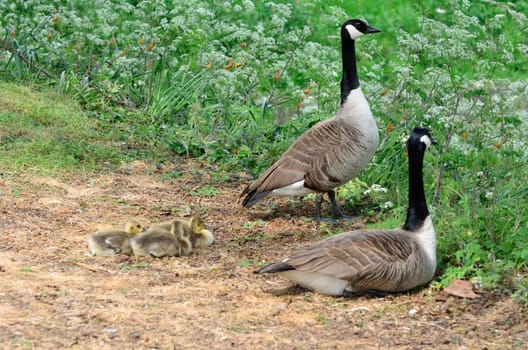 Canada geese with goslings