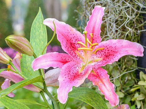 Blossoming lily flower in the garden 