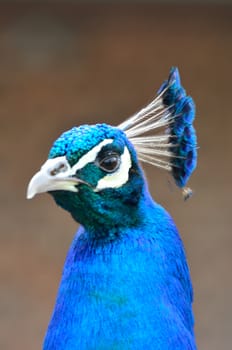 Blue head of peacock in close up