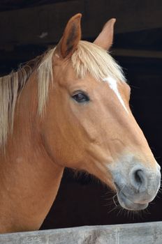 Close view of chesnut horse head