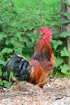 proud cockerel in portrait view