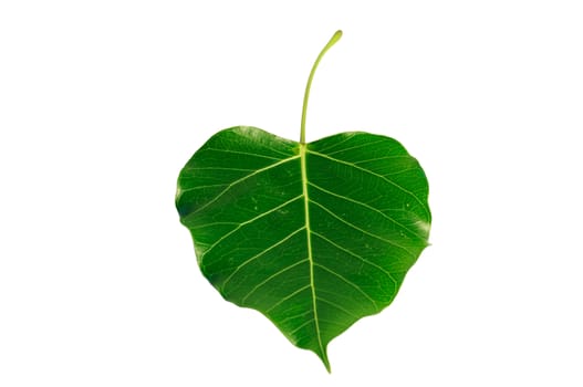Bodhi or Peepal Leaf from the Bodhi tree, Sacred Tree for Hindus and Buddhist