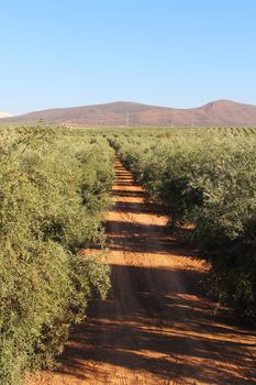 Beautiful landscape with olive tree plantation under blue sky