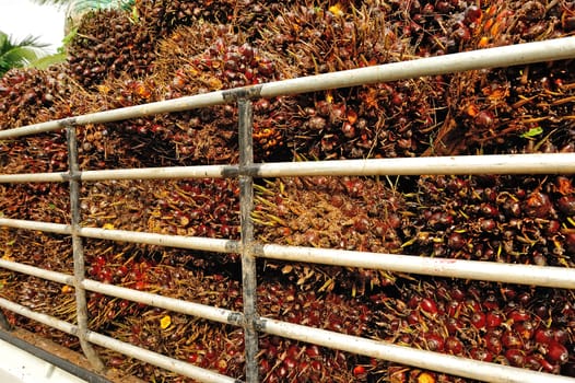 fresh palm oil fruit from truck.