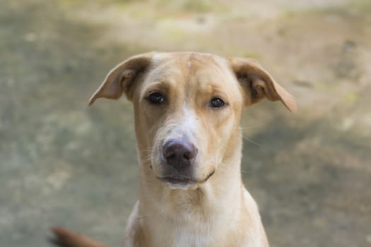 Clever golden dog brown color and Intelligent