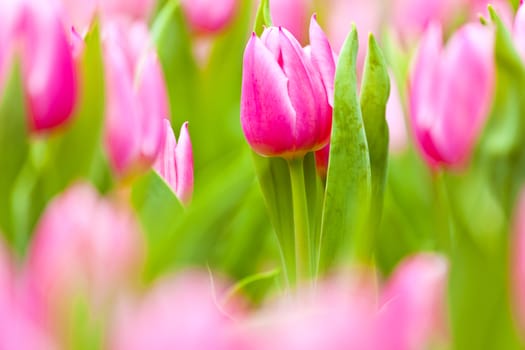 Pink tulips field in spring