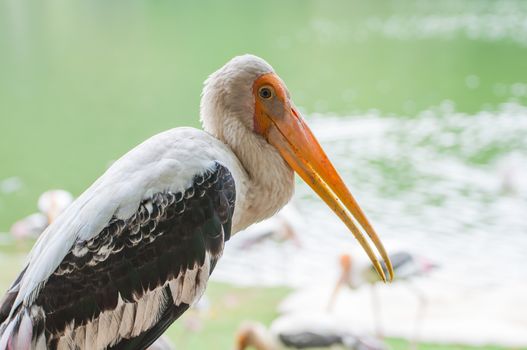 Kabbaw bird Portrait animal rights of Thailand