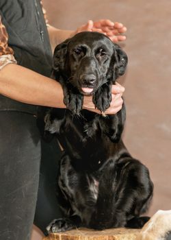 The homeless not purebred dog thrown by people