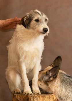 The homeless not purebred dog thrown by people