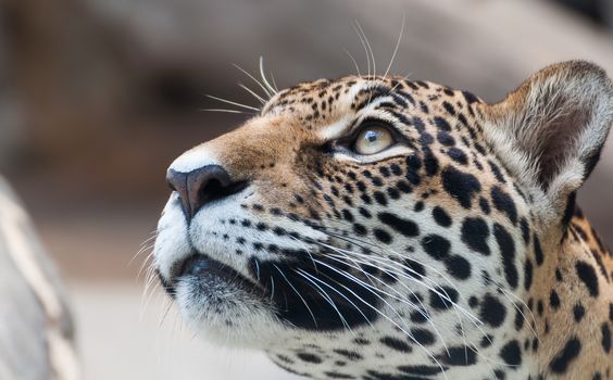Portrait leopard predator in the zoo of Thailand