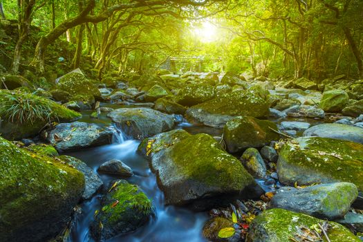 Water stream in forest river