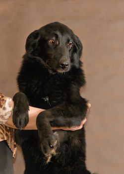 The homeless not purebred dog thrown by people