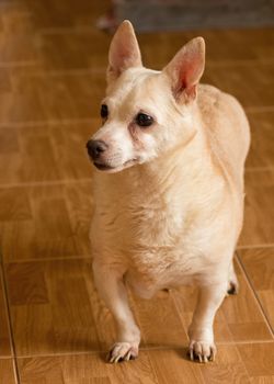 The homeless not purebred dog thrown by people