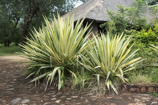 garden in africa with big agaves in yellow and green
