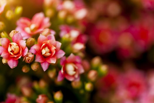 Red flowers under sunlight in spring