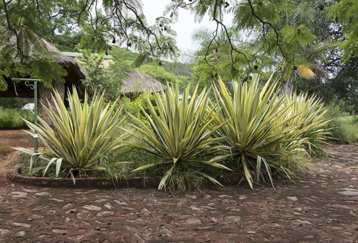 garden in africa with big agaves in yellow and green