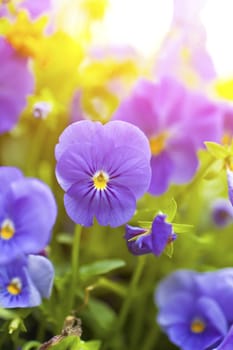 Purple flowers in wild nature