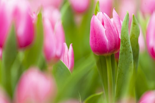 Pink tulips background