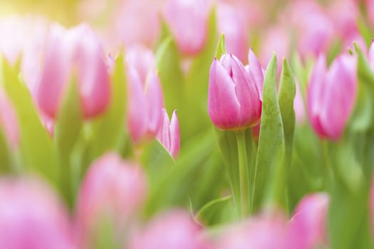 Tulips field under sunlight